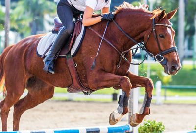 Horse standing on field