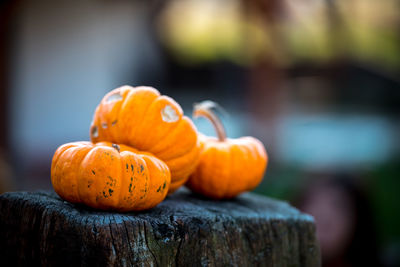 Close-up of pumpkins on tree stump during halloween