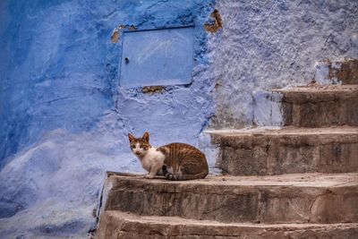 Side view of cat sitting on steps