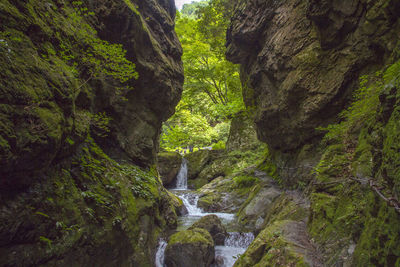 Scenic view of waterfall in forest