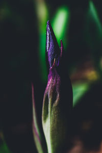 Close-up of purple flower blooming outdoors