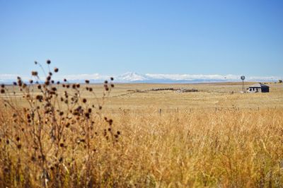 Scenic view of field against clear sky