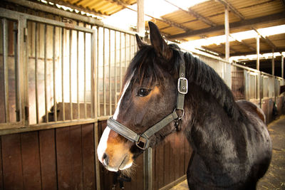 Dark foal horse in barn with headcollar and rope