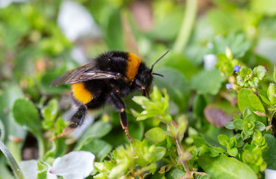 Close-up of bee pollinating on flower