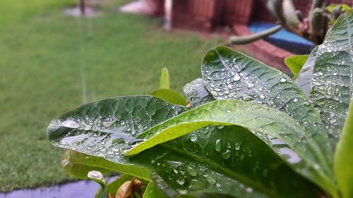 Close-up of wet plant leaves during rainy season