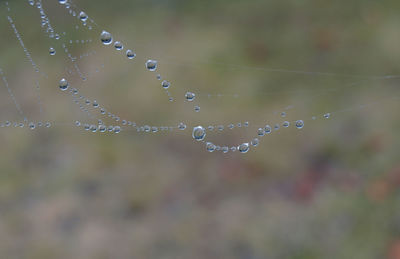 Close-up of water drops on spider web