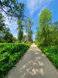 Empty road amidst trees against sky