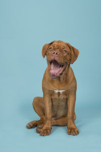 Portrait of dog sitting against gray background