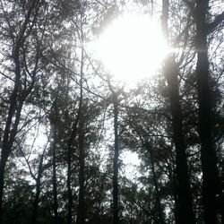 Sun shining through trees