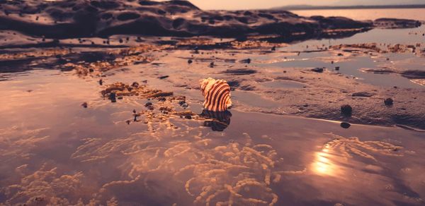 Panoramic view of beach against sky during sunset