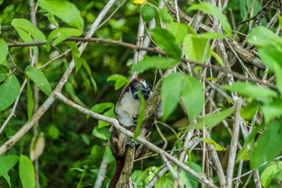 Bird perching on a tree