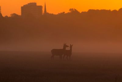 Silhouette horse on field against orange sky