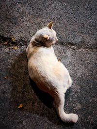 High angle view of cat sitting on street
