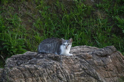Cat sitting on stone wall