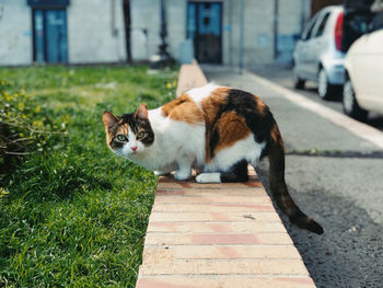 Cat relaxing on footpath