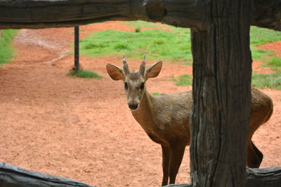 Portrait of deer standing in zoo