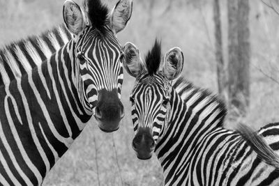 Close-up of two zebras