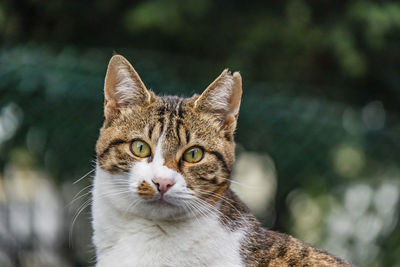 Close-up portrait of a cat