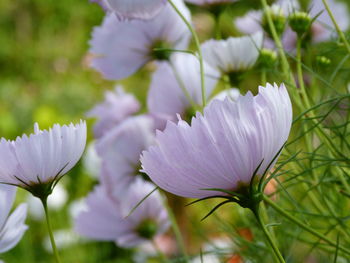 Close-up of purple flowering plant on field