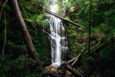 Scenic view of waterfall in forest