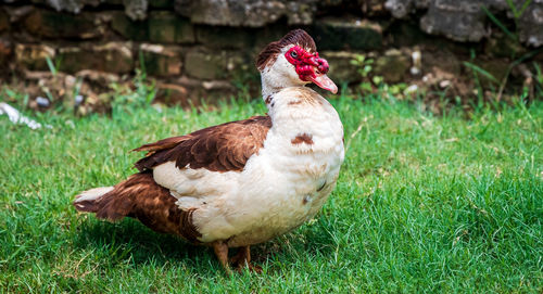 Close-up of a bird on field