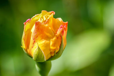 Close-up of yellow rose flower
