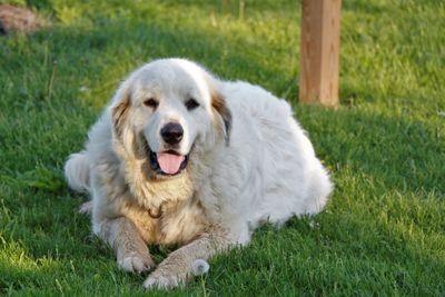 Portrait of dog sitting on grass