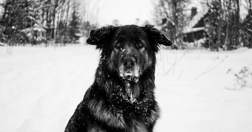 Portrait of dog sitting on field during snowfall