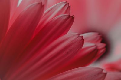 Close-up of pink flower