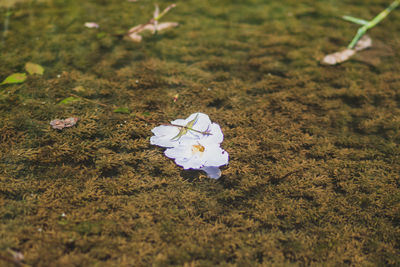 nature