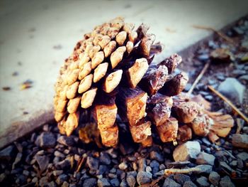 Close-up of pine cone