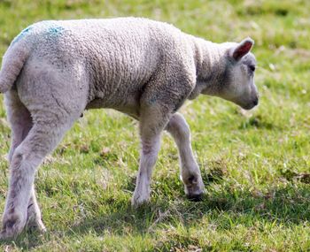 View of sheep grazing in field