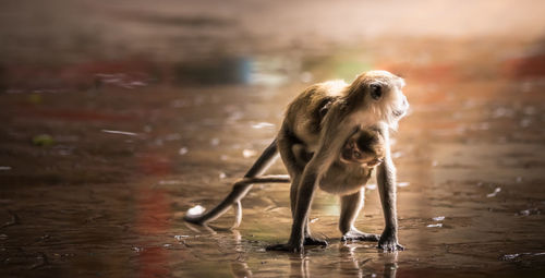 Monkeys on sand 