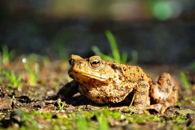 Close-up of toad