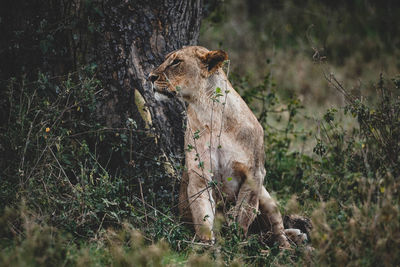 View of an animal on field