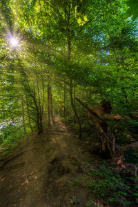 Trail amidst trees in forest