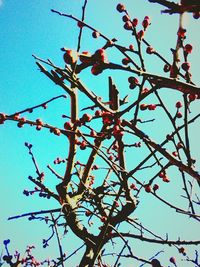 Low angle view of tree against clear sky