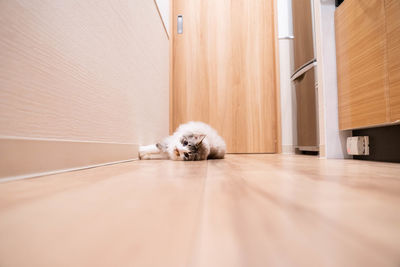 Portrait of cat resting on hardwood floor