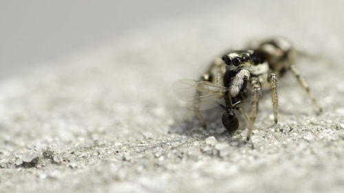 Close-up of insect