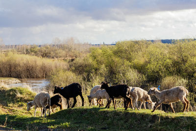 Horses grazing in field