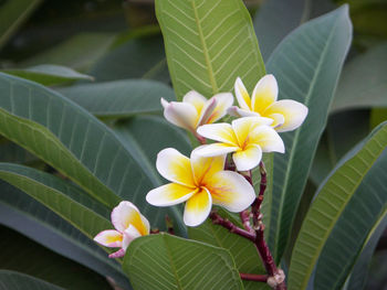 Close-up of yellow flowering plant