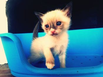 Close-up portrait of kitten