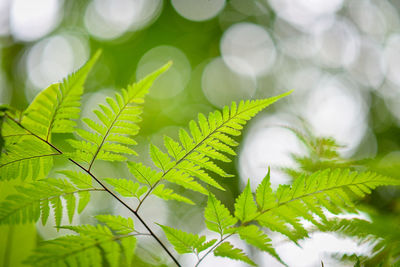 Low angle view of plant