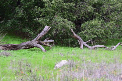 Trees growing in field