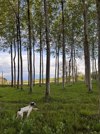 Scenic view of field