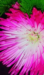 Close-up of pink flower