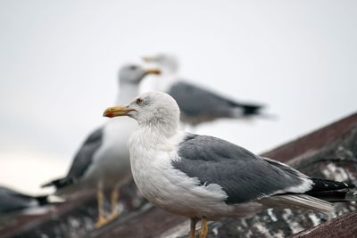 Close-up of seagulls perching on a bird against the sky