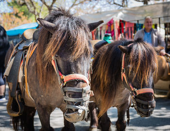 Close-up of horses