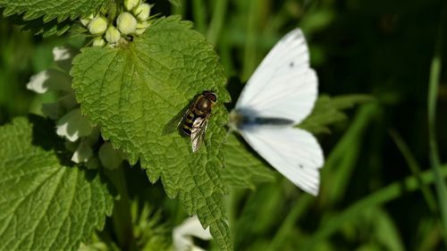 Close-up of insect on leaf