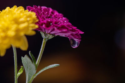 Close-up of pink rose flower against black background